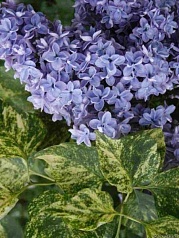 Сирень обыкновенная 'Аукубафолия' (сине - лиловая)