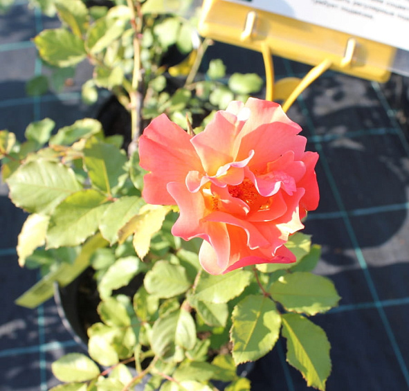 Роза 'Вестерланд' (парковая, плетистая, шраб) (оранжевая)