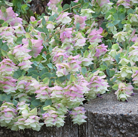 Душица круглолистная 'Динджл Фейри'