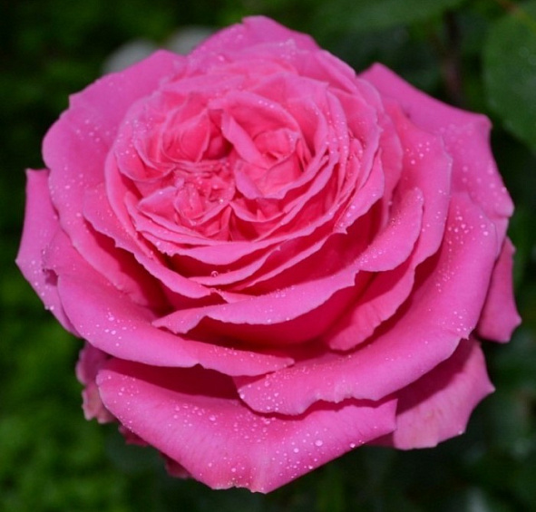 Роза 'Огюст Ренуар' (чайно-гибридная) (розовая)