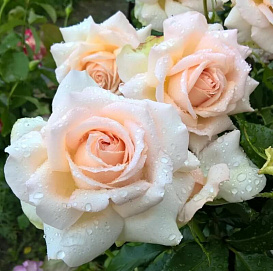 Роза 'Чандос Бьюти' (чайно-гибридная)(персиково - белая)