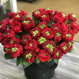 Роза 'Ред Ай' (чайно-гибридная) (красная)