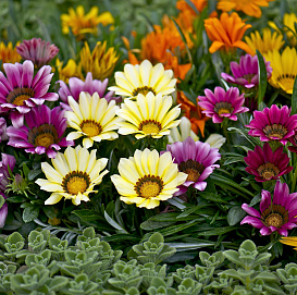 Семена Гацания 