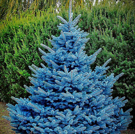 Ель колючая 'Беби Блю Ай'