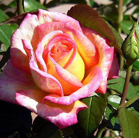 Роза 'Жакдеса' (чайно-гибридная) (желто - розовая)