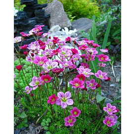 Камнеломка Арендса 'Флорал Карпет' 