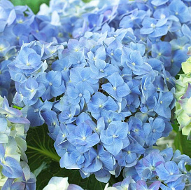 Гортензия метельчатая 'Форовер Эдн Эвер Блу'