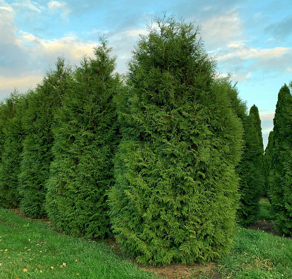 Туя западная 'Брабант'