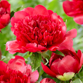 Пион молочноцветковый 'Мени Хеппи Ретернс' (малиновый)