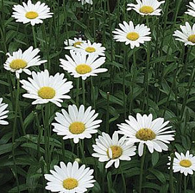 Нивяник наибольший 'Брайтсайд'