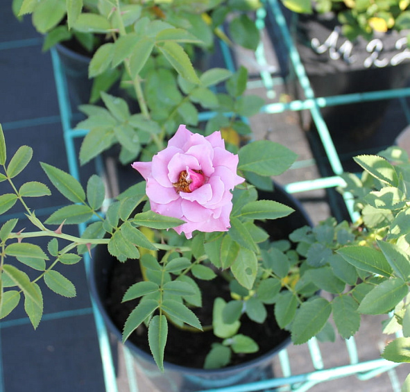 Роза 'Санта Моника' (флорибунда) (лилово - пурпурная)