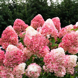 Гортензия метельчатая 'Пинк энд Роуз'