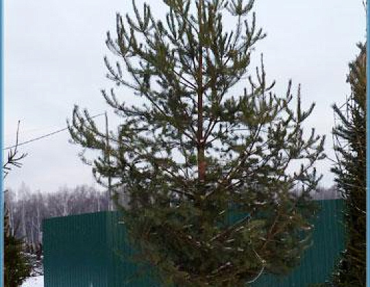 Фотоальбом Хвойные деревья с комом для зимней посадки. Ель, сосна. Фотография 17