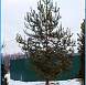 Фотоальбом Хвойные деревья с комом для зимней посадки. Ель, сосна. Фотография 17