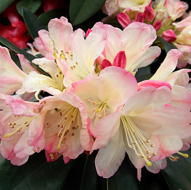 Рододендрон якушиманский 'Дасти Миллер' (желто-кораловые)