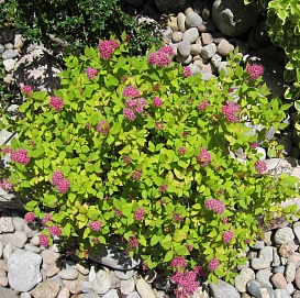 Спирея японская 'Меджик Карпет'