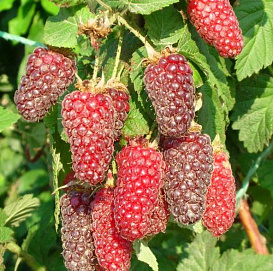 Ежемалина 'Логанберри'