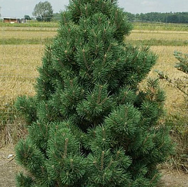 Сосна горная 'Колумбо'