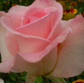 Роза 'Фламинго' (чайно-гибридная) (коралово - розовая)