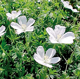 Герань кроваво-красная 'Альбум'