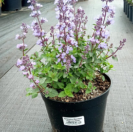 Котовник Фассена 'Пурсиан Блю'																												