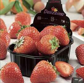 Земляника (Дюшения) 'Делиззимо' (лесная)