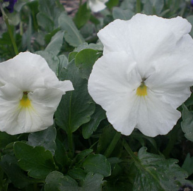 Виола Виттрока 'Инспайр Вайт' (белая)