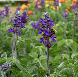 Сальвия мучнистая 'Биг Блю' (синяя)