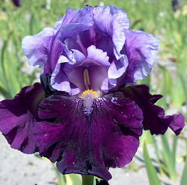 Ирис германский (бородатый) 'Блю Берд Вайн' 