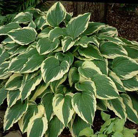 Хоста гибридная (вздутая, волнистая) 'Моерхейм'