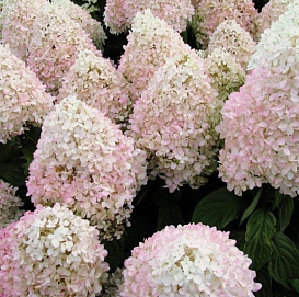 Гортензия метельчатая 'Меджикал Свит Саммер'