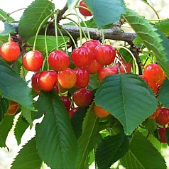 Черешня 'Брянская розовая' Черешня 'Брянская розовая'