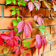 Виноград девичий пятилисточковый Виноград девичий пятилисточковый