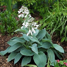 Хоста гибридная (вздутая, волнистая) 'Биг Мама'