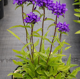 Колокольчик скученный 'Шнеекроне'