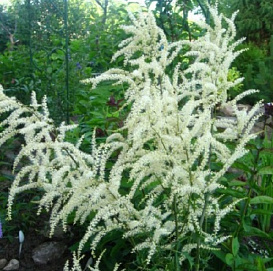 Волжанка двудомная 'Неффи'