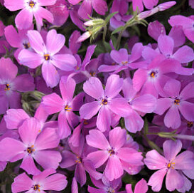 Флокс шиловидный 'Роуз Спрайт'