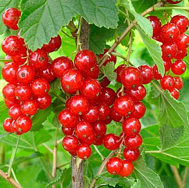 Смородина красная 'Чулковская'