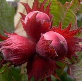 Фундук 'Московский рубин'