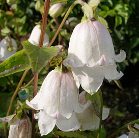 Колокольчик точечный 'Веддинг Беллз'