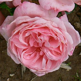 Роза 'Октавия Хилл' (шраб) (розовая)