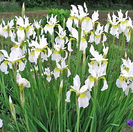 Ирис сибирский 'Сноу Квин'