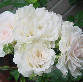 Роза 'Грейт Ноф Истэн Роуз' (флорибунда) (белая)