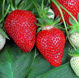 Земляника (клубника) 'Флер'