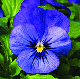 Виола рогатая 'Пенни Дип Блю' (синяя)