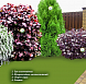 Елена Буренина – проект «Разноцветный уютный мир» – садовый центр «Южный» Угловой миксбордер