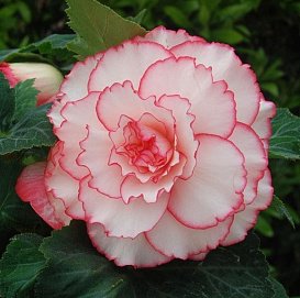 Бегония клубневая 'АмериГибрид Пикоти Уайт Пинк' (белая с розовой каймой)