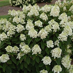 Гортензия метельчатая 'Бэби Лэйс'