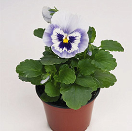 Виола Виттрока 'Инспайр Блу Ангел' (голубая с глазком)