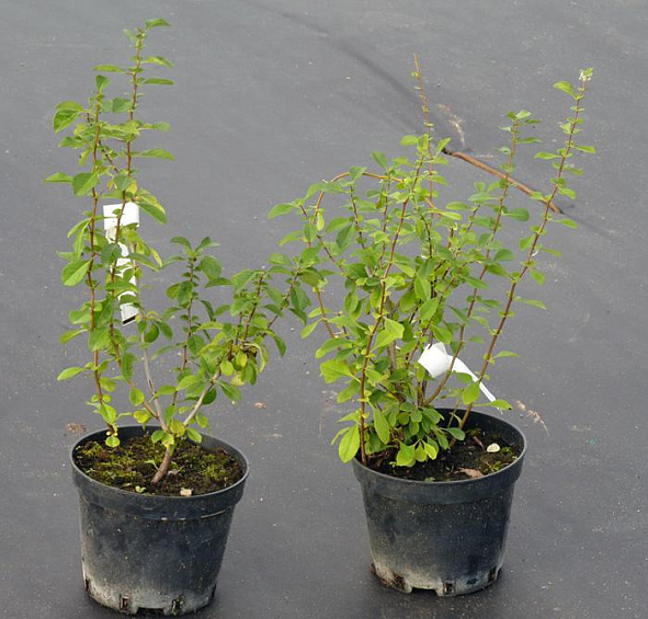 Айва японская